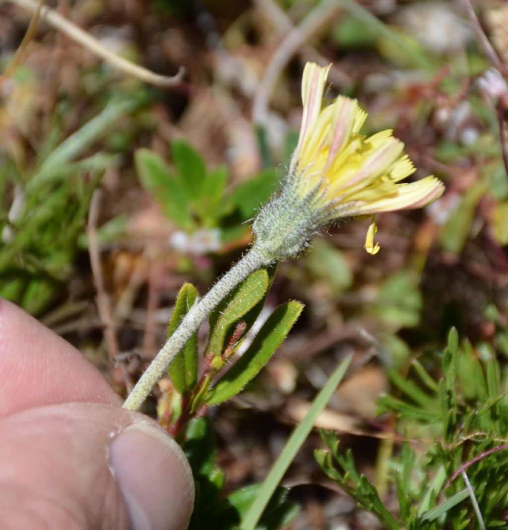 Pilosella officinarum (ex Hieracium pilosella)